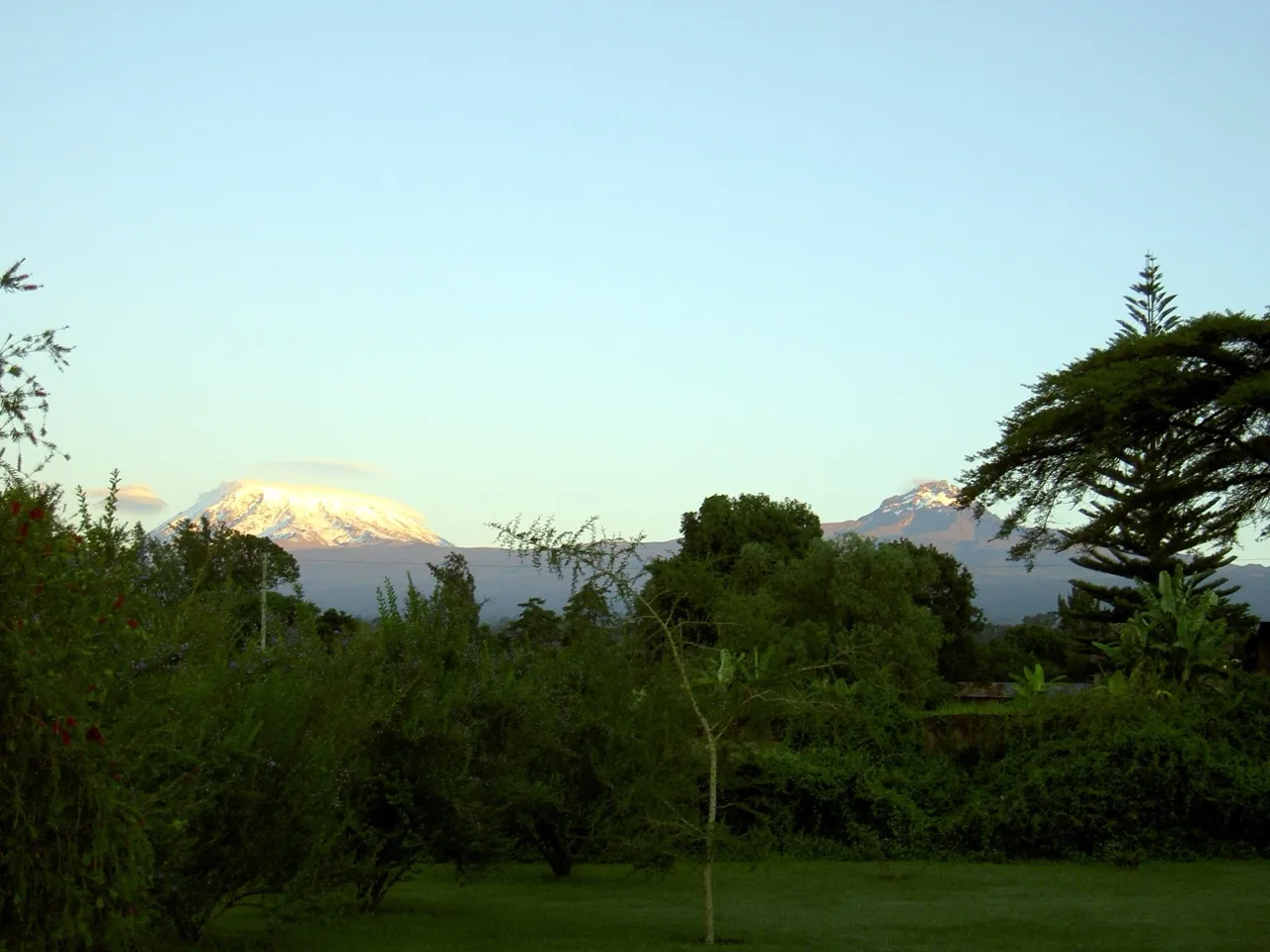 Snow-capped Kibo and Mawenzi peaks of Mount Kilimanjaro seen at golden hour under a clear sky, framed by garden trees near Moshi
